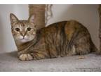 Adopt Tigerlilly a Domestic Shorthair (short coat) cat in Fresno, CA (39132354)