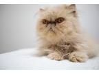 Adopt Brandy a Tan or Fawn Persian (long coat) cat in Montclair, NJ (39135070)
