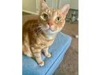 Adopt Ollie a Orange or Red Tabby / Mixed (short coat) cat in Henrico
