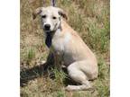 Adopt Houston a Tan/Yellow/Fawn - with White Border Collie / Mixed dog in Rocky