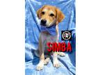 Adopt Simba Bayou Orem Cutie Pie a Tan/Yellow/Fawn - with Black Labrador
