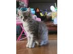 Adopt Mia a Gray, Blue or Silver Tabby Domestic Longhair (long coat) cat in West