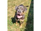 Adopt Ace a American Staffordshire Terrier / Mixed dog in Toms River