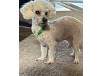 Adopt Chase a White Poodle (Toy or Tea Cup) / Poodle (Miniature) / Mixed dog in