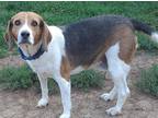 Adopt Gunner a Tricolor (Tan/Brown & Black & White) Beagle / Mixed dog in