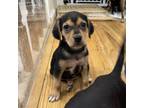 Adopt Hershey a Black German Pinscher / Beagle / Mixed dog in Reisterstown