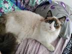 Adopt Emilio Estevez a Snowshoe / Mixed (long coat) cat in San Jacinto