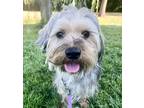 Adopt Doogie a Tan/Yellow/Fawn - with Black Silky Terrier / Shih Tzu / Mixed dog