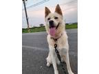Adopt Eunha a White Shiba Inu / Jindo / Mixed dog in Port Coquitlam