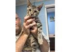 Adopt Truder a Brown Tabby Domestic Shorthair (short coat) cat in Newport