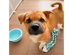 Adopt PangPang a Brown/Chocolate - with White Shiba Inu / Jindo / Mixed dog in