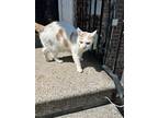 Adopt Beanie a White (Mostly) Siamese / Mixed (medium coat) cat in Bronx