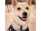 Adopt Raon a Tan/Yellow/Fawn - with White Shiba Inu / Jindo / Mixed dog in Port