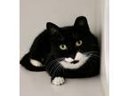Adopt Tuxedo a Domestic Shorthair / Mixed (short coat) cat in Dearborn
