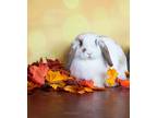 Adopt Ophelia a Dwarf / Mixed rabbit in Penticton, BC (39096773)