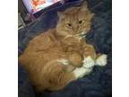 Adopt Maine a Tan or Fawn (Mostly) Maine Coon / Mixed (long coat) cat in