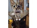 Adopt Monster a Orange or Red (Mostly) Domestic Shorthair (short coat) cat in