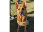 Adopt Daisy a German Shepherd Dog / Mixed dog in El Cajon, CA (39134746)