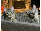 Adopt Callie (fka: Pekin G) a Domestic Shorthair / Mixed cat in Peoria