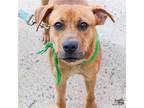 Adopt Rainee a Red/Golden/Orange/Chestnut Golden Retriever / Mixed dog in