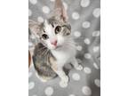 Adopt Fifi a Domestic Shorthair cat in Bolivar, MO (39133790)