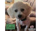 Adopt Buddy a White Bichon Frise dog in Council Bluffs, IA (39133801)