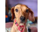Adopt T Red a Jack Russell Terrier / Miniature Pinscher / Mixed dog in