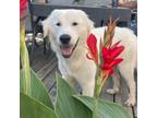 Adopt Jane a White - with Tan, Yellow or Fawn Great Pyrenees / Mixed dog in