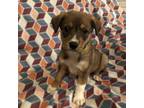 Adopt Rhyme a Tan/Yellow/Fawn Australian Shepherd / Mixed dog in Normal