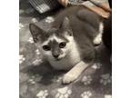 Adopt Lainey Wilson a Gray or Blue (Mostly) American Shorthair (short coat) cat