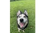 Adopt Shadow a Black - with White Siberian Husky / Mixed dog in Brunswick