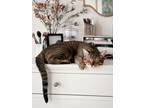 Adopt Henry a Brown Tabby American Shorthair / Mixed (short coat) cat in New