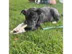 Adopt Peri a Black Mixed Breed (Medium) / Rat Terrier / Mixed dog in Smithtown