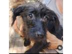 Adopt Bo a Black Terrier (Unknown Type, Small) / Poodle (Standard) / Mixed dog