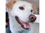 Adopt Yumin a White - with Tan, Yellow or Fawn Labrador Retriever / Jindo /