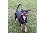 Adopt Max a Black Retriever (Unknown Type) / Doberman Pinscher / Mixed dog in