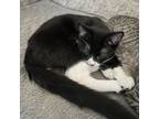 Adopt Oreo a All Black Domestic Shorthair / Mixed cat in Galesburg