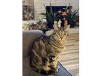 Adopt Kiki a Spotted Tabby/Leopard Spotted Domestic Shorthair / Mixed (short