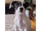 Adopt Huckleberry a White - with Tan, Yellow or Fawn Cairn Terrier / Shih Tzu /