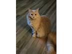 Adopt Milo a Tan or Fawn Domestic Longhair / Mixed (long coat) cat in Visalia