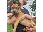 Adopt Calvin a Cane Corso dog in Windsor, CO (39122553)