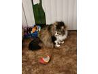 Adopt P.T. (Physical Therapy) a Brown or Chocolate Maine Coon / Mixed (long