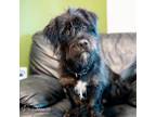 Adopt Valero a Black Basset Hound / Schnauzer (Standard) / Mixed dog in Houston