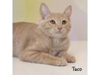 Adopt Taco a Tan or Fawn Tabby Domestic Shorthair / Mixed cat in Carroll