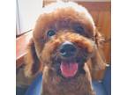 Adopt Pog a Brown/Chocolate Poodle (Miniature) / Mixed dog in Port Coquitlam