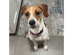 Adopt Ruthie a White - with Tan, Yellow or Fawn Beagle / Mixed dog in Arlington