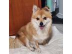 Adopt Peach a Red/Golden/Orange/Chestnut - with White Pomeranian / Jindo / Mixed