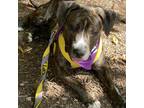 Adopt Sour Patch a Brown/Chocolate American Pit Bull Terrier / Mixed dog in