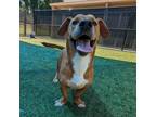 Adopt Heaven a Brown/Chocolate Basset Hound / Mixed dog in Greensboro
