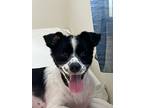 Adopt Oreo a White - with Black Papillon / Spitz (Unknown Type